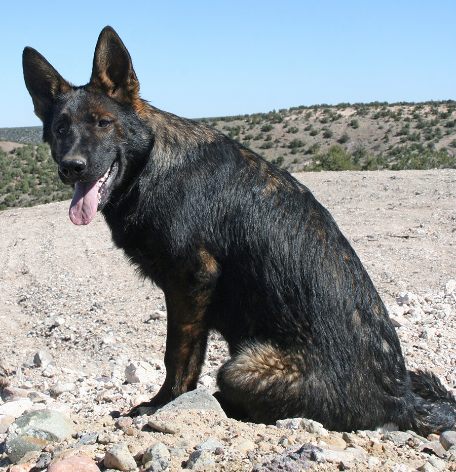 Sable_M_Sit_B